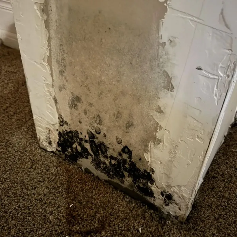 Professional Mold Removal in Reserve, LA